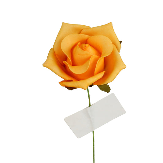 Schaumrose Apricot - 7 cm