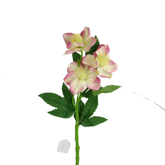 Blüte Christrose rosa/weiß  36 cm