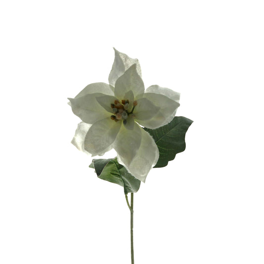 Blüte Poinsettia weiß beschneit 56 cm