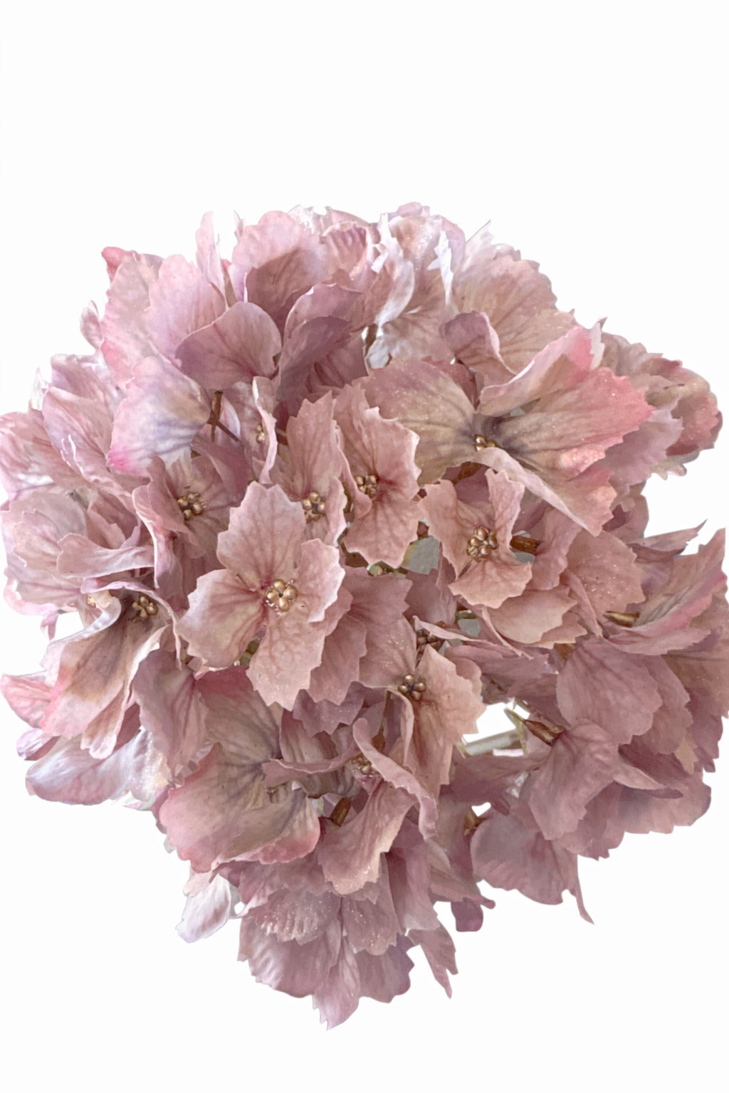 Hortensie altrosa/gold 20x60 cm VE 12