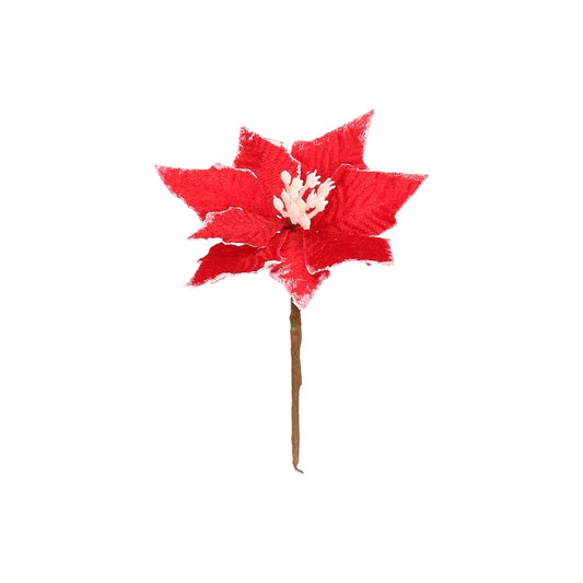 Poinsettia Rot mit Weißem Rand - 8,5 cm