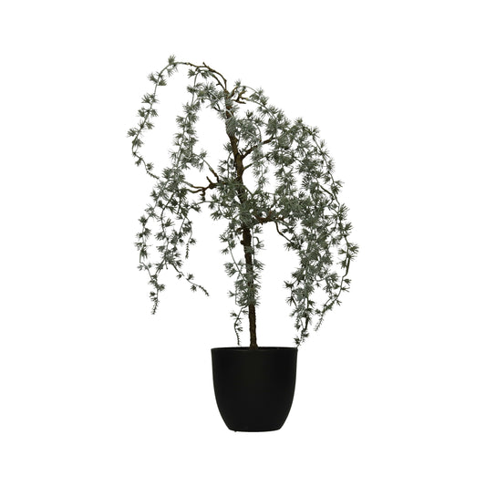 Lärche im Topf 60 cm
