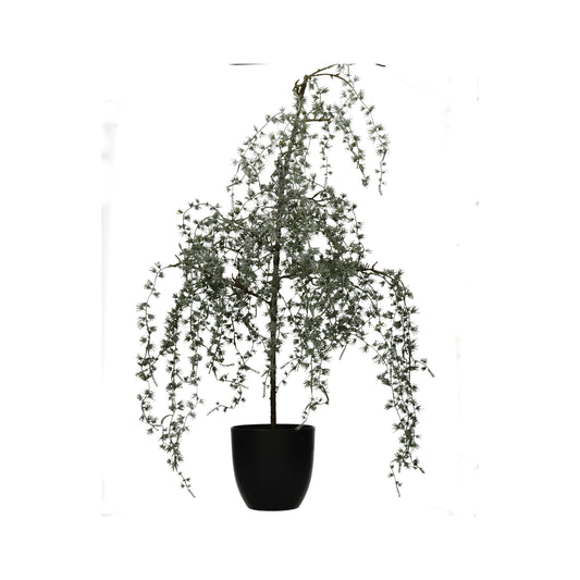 Lärche im Topf 80 cm