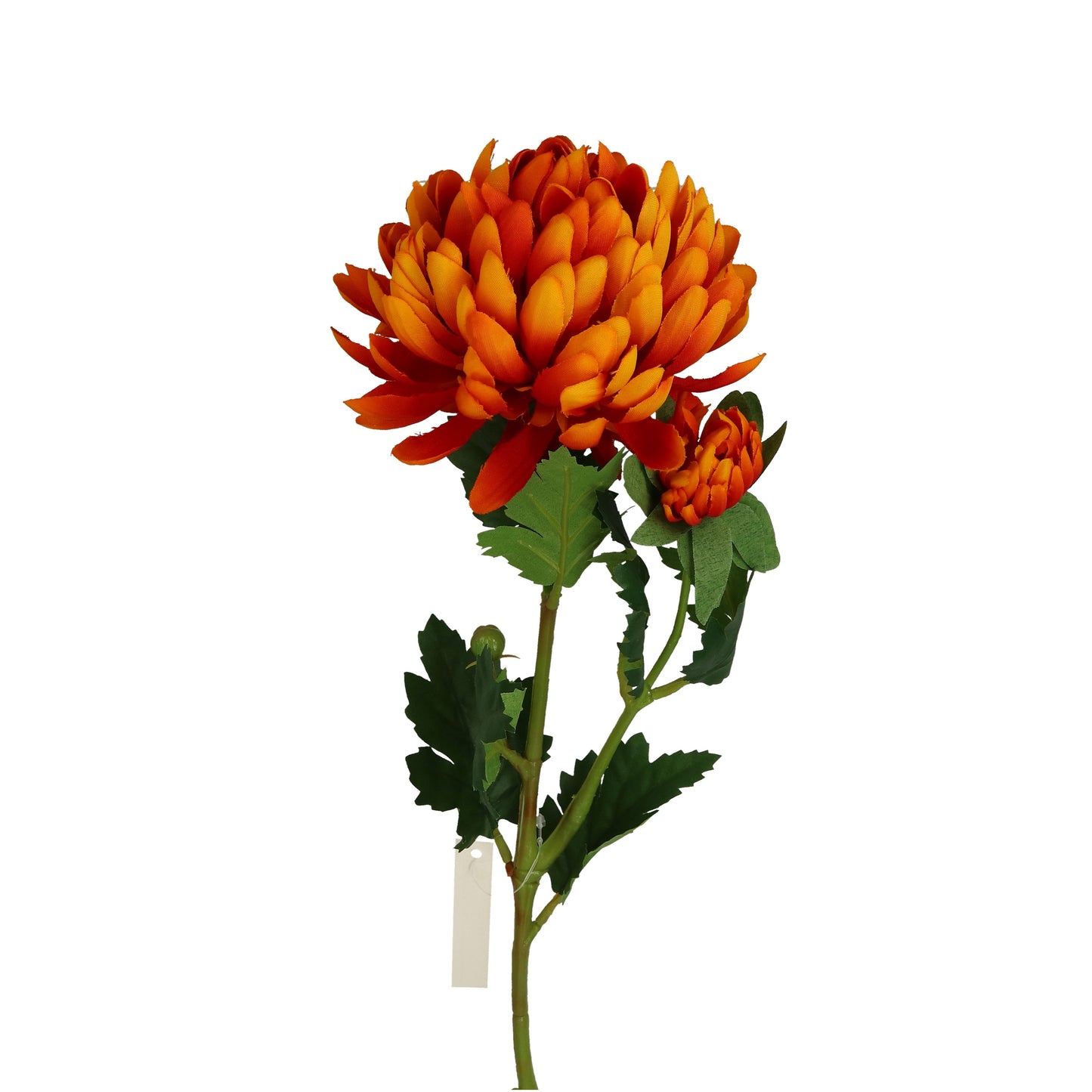 Blüte Dahlie weiß oder rot-orange 60 cm
