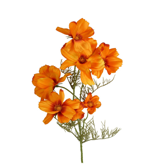 Blüte Cosmea orange oder pink 74 cm
