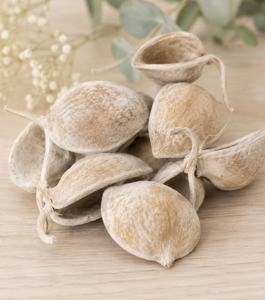 Buddha Nuts halb gebleicht  VE 10