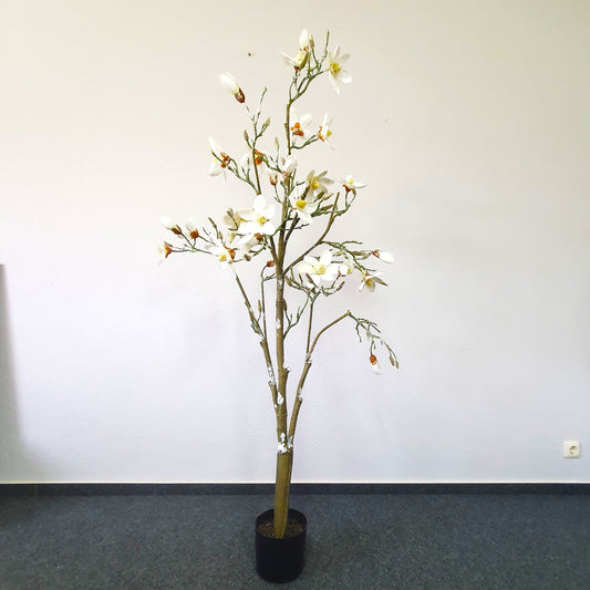 Magnolienbaum weiß beschneit 170cm