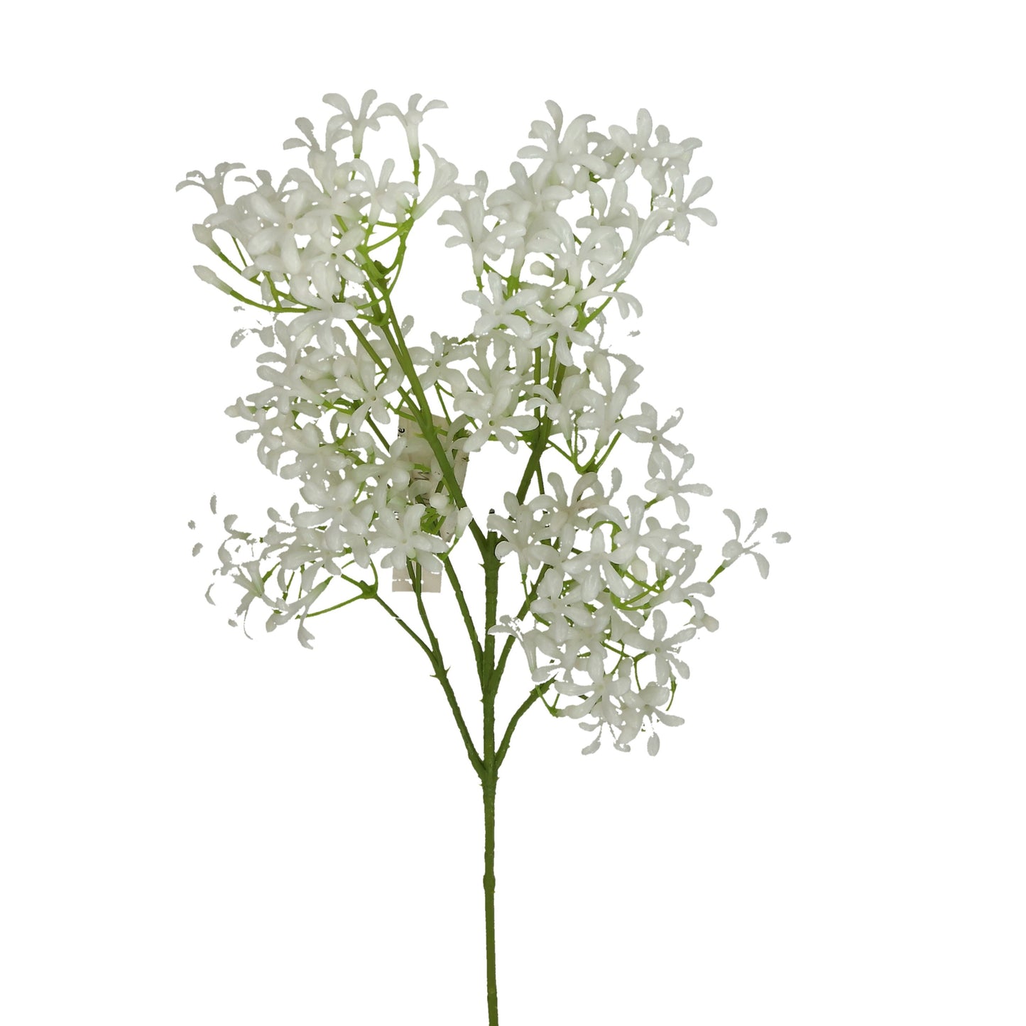 Blüte Saxifraga weiß 60 cm