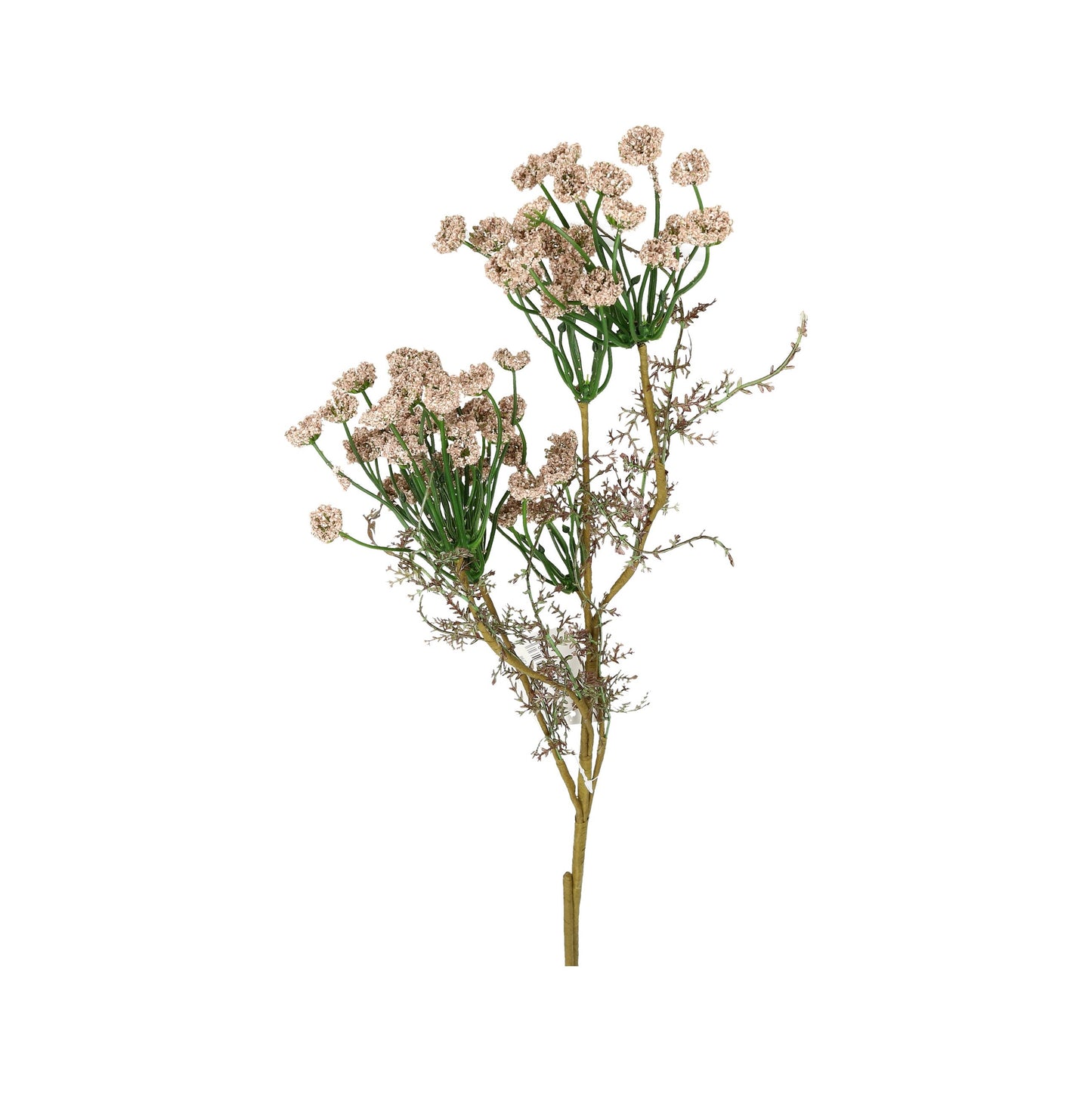 Blüte Achillea antik altweiß oder mauve