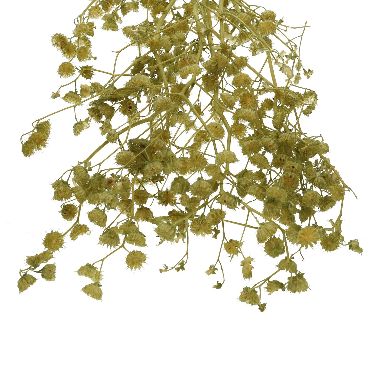 Natur Stefani Zweige weiß oder eisgrün 6 Stück